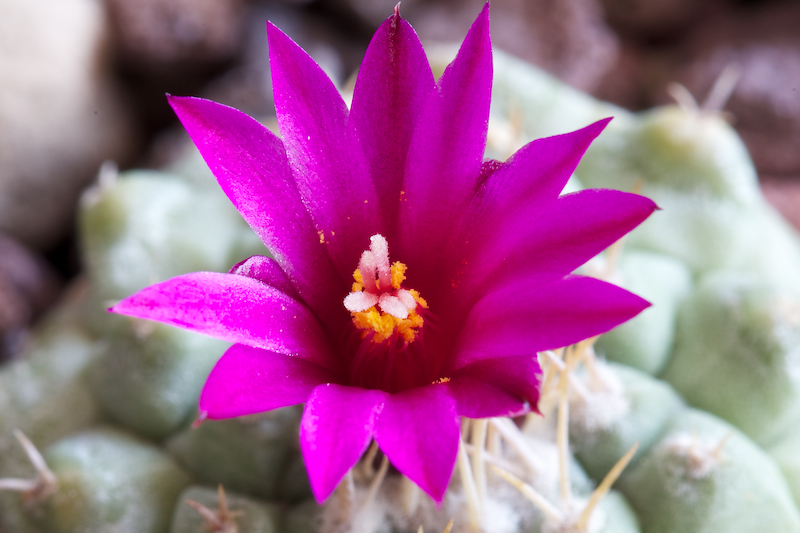 Strombocactus disciformis ssp. esperanzae 