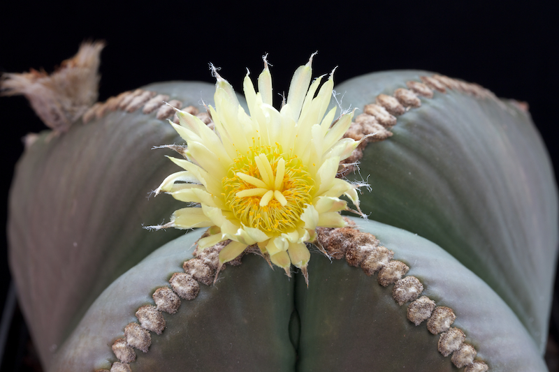 Astrophytum myriostigma v. nudum 