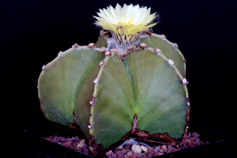 Astrophytum myriostigma v. nudum 