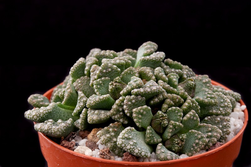 Titanopsis calcarea SB 1111