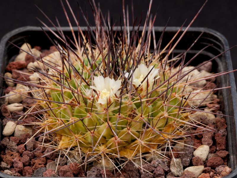 Mammillaria melanocentra ssp. linaresensis 