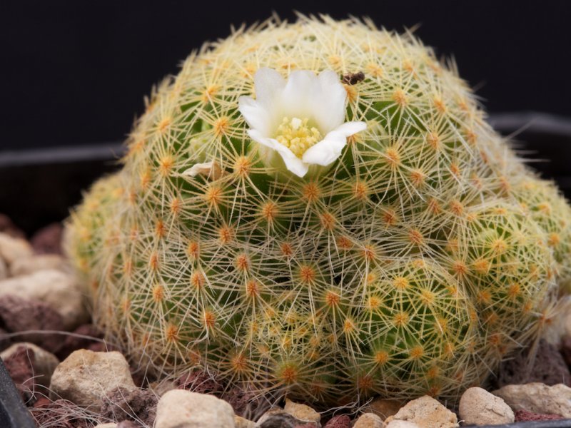 Mammillaria schiedeana ssp. giselae 