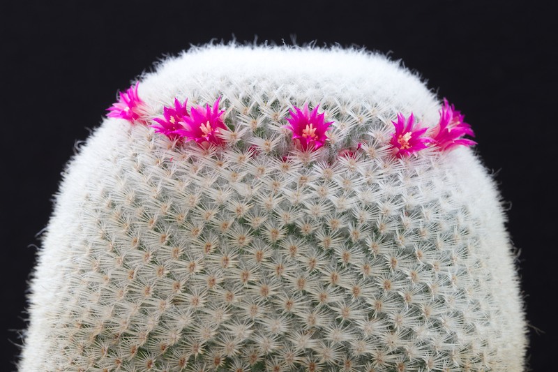 Mammillaria albilanata 