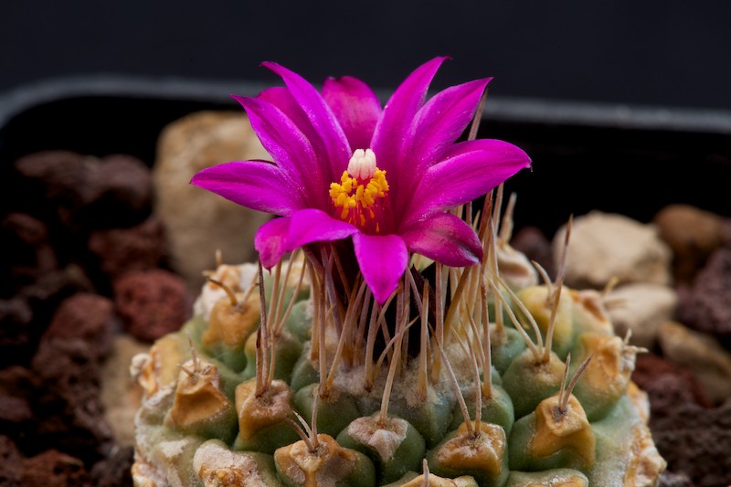 Strombocactus disciformis ssp. esperanzae 