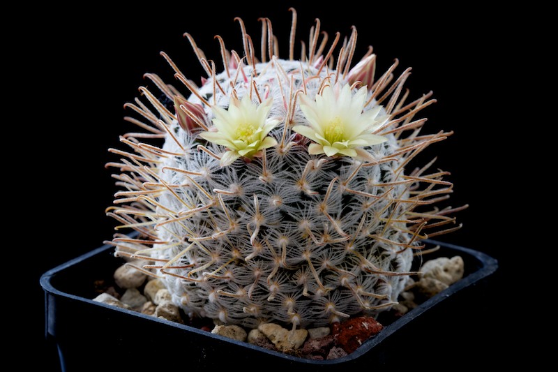 Mammillaria nana ssp. duwei 