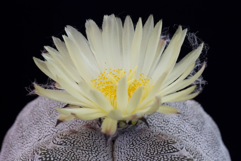 Astrophytum myriostigma f. quadricostatum cv. onzuka 