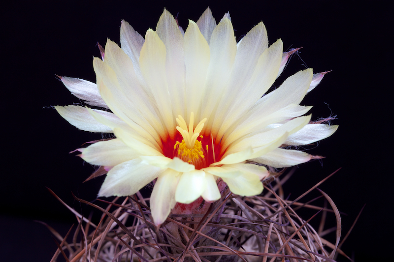 Astrophytum capricorne v. senile 