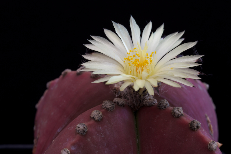 Astrophytum myriostigma v. nudum 