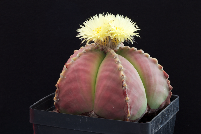 Astrophytum myriostigma v. nudum 