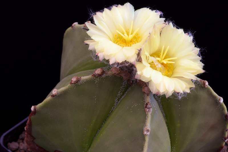 Astrophytum myriostigma v. nudum 