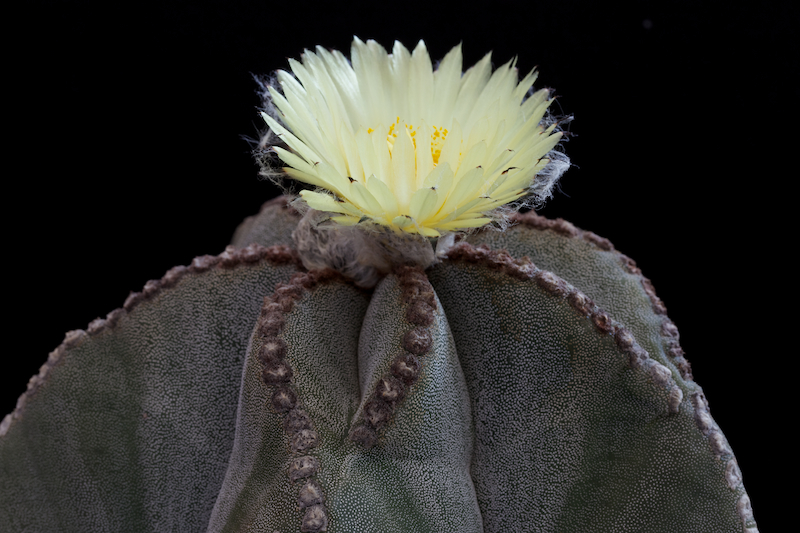 Astrophytum myriostigma 