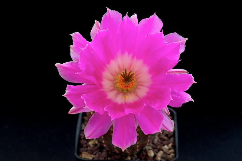 Echinocereus rigidissimus 