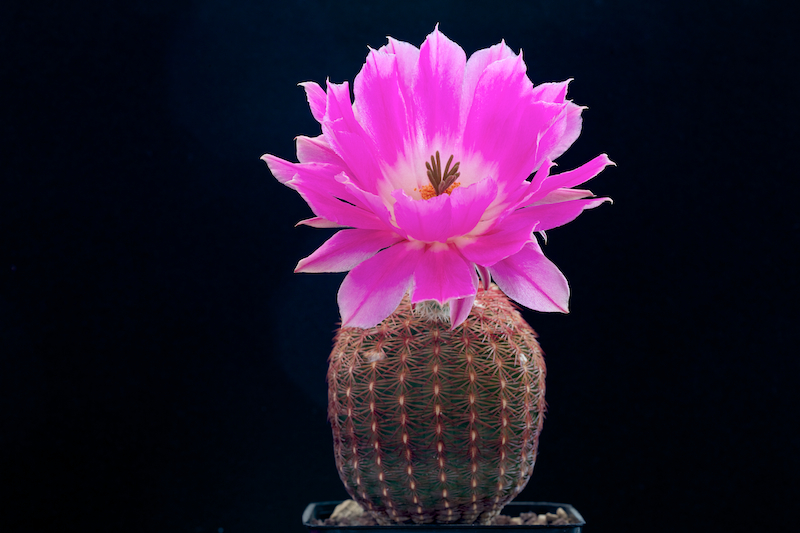 Echinocereus rigidissimus 