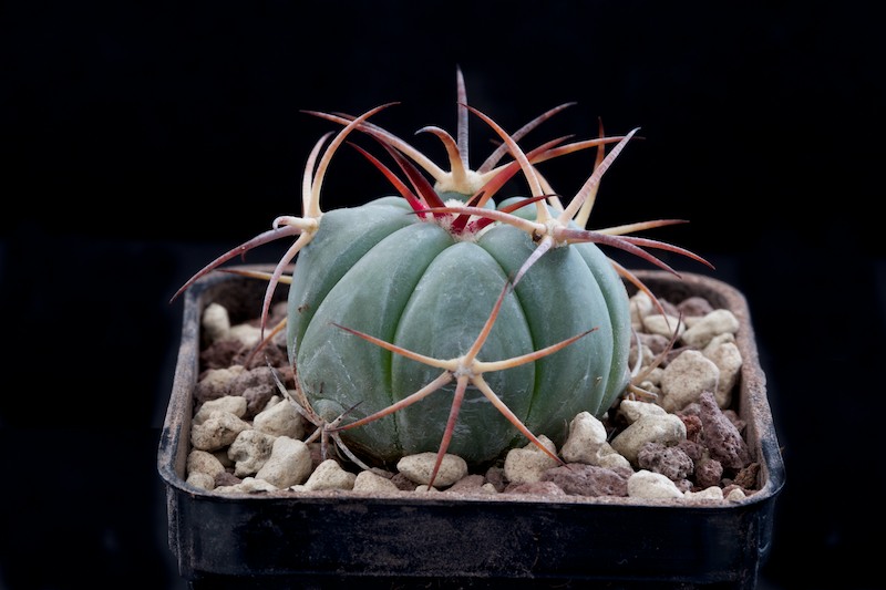 Echinocactus horizonthalonius 