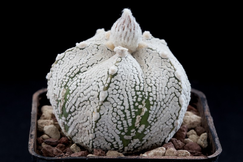 Astrophytum asterias cv. super kabuto 