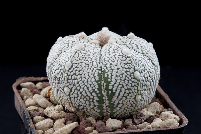 Astrophytum asterias cv. super kabuto 