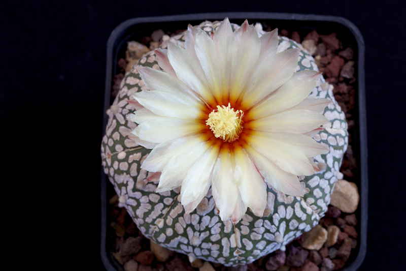 Astrophytum asterias cv. super kabuto v-type 