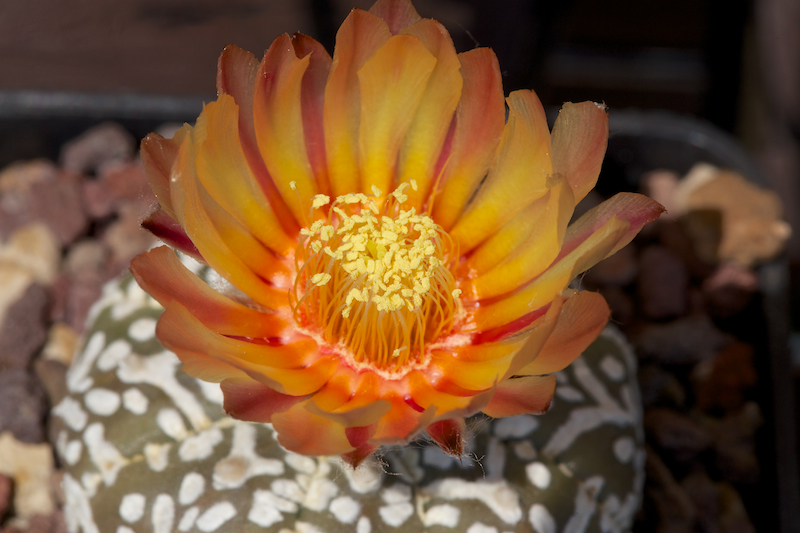 Astrophytum asterias cv. super kabuto v-type 