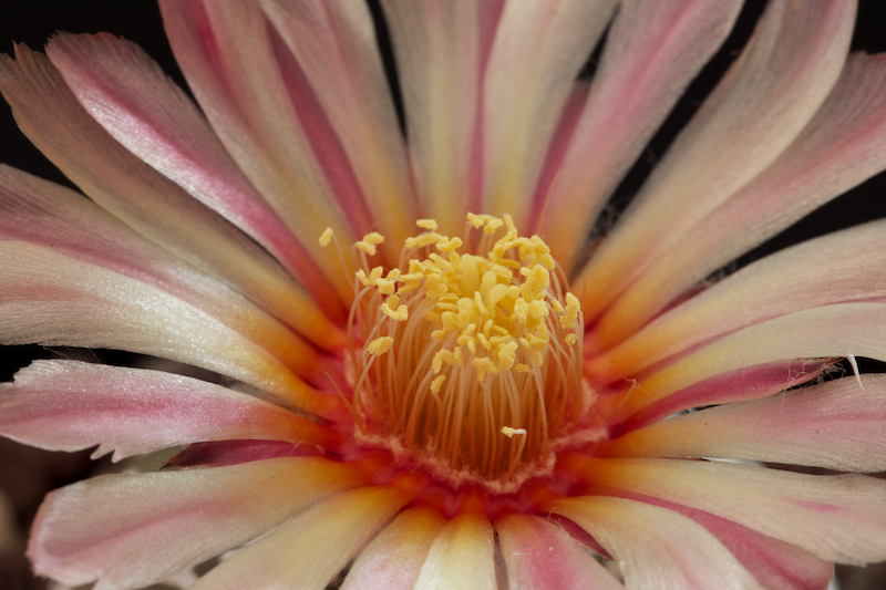 Astrophytum asterias cv. super kabuto v-type 