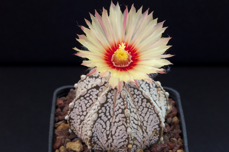 Astrophytum asterias cv. super kabuto x senile v. aureum 