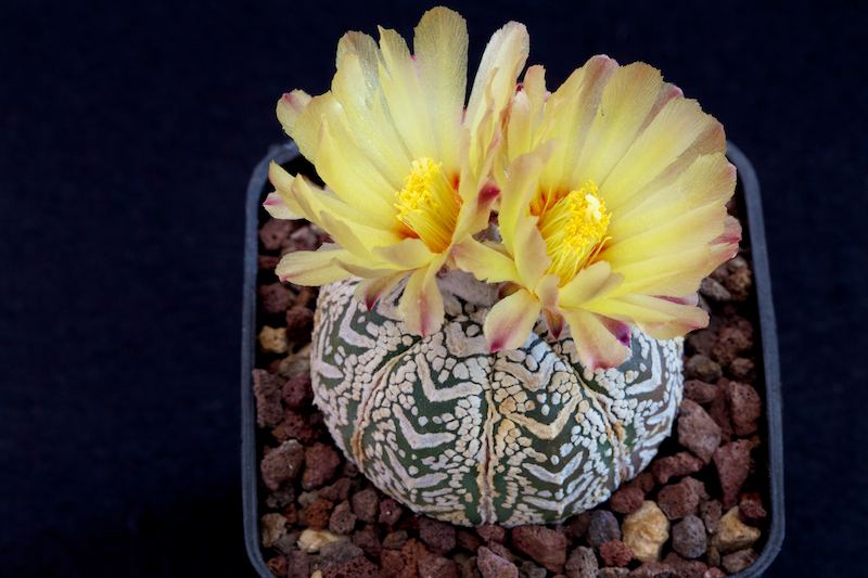 Astrophytum asterias cv. super kabuto v-type 