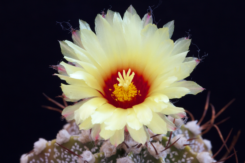 Astrophytum asterias x capricorne 