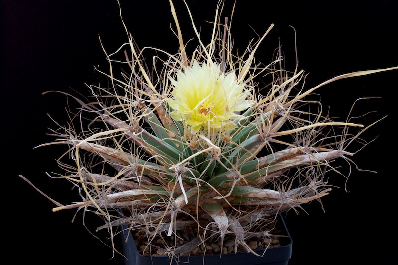 Leuchtenbergia principis 