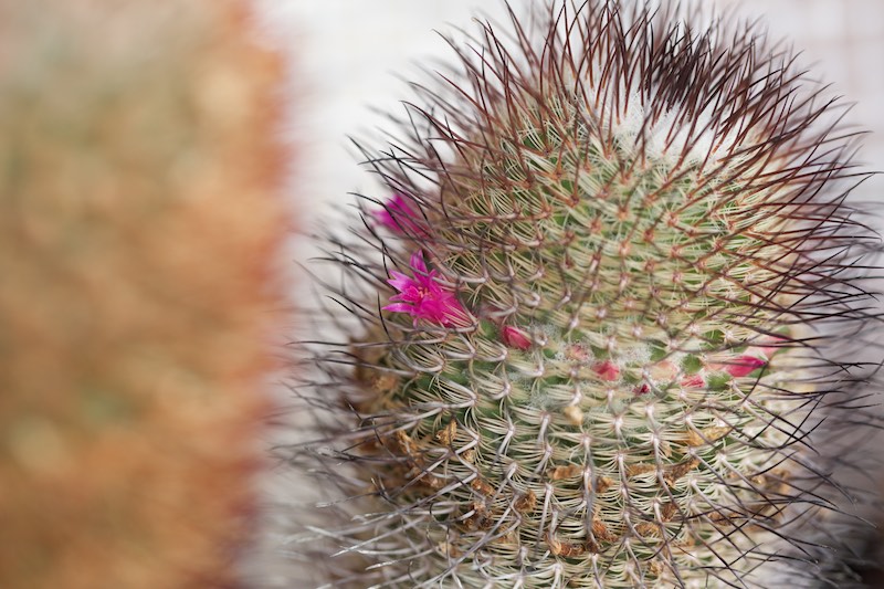 Mammillaria huitzilopochtli ssp. niduliformis 