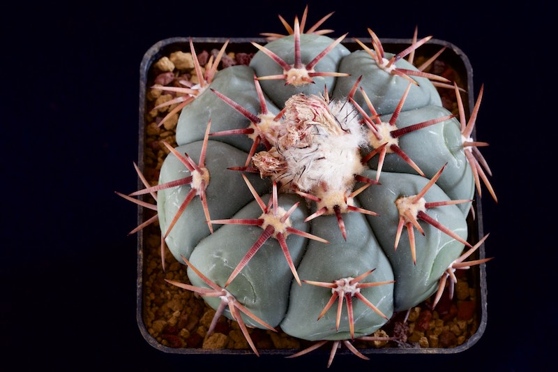 Echinocactus horizonthalonius 