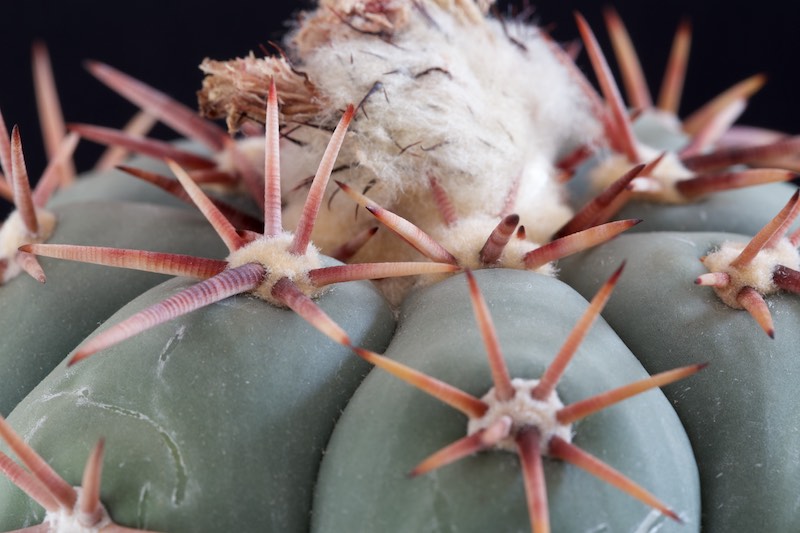 Echinocactus horizonthalonius 