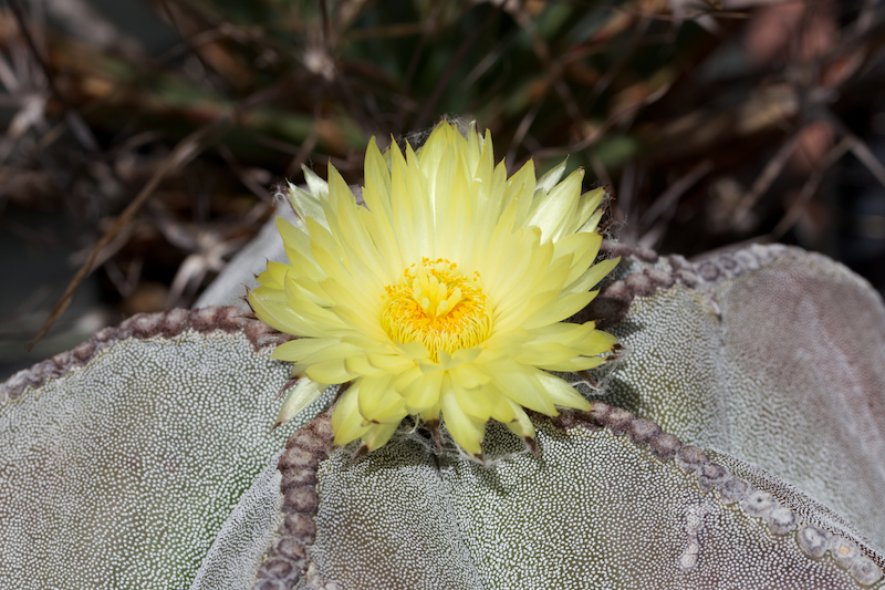 Astrophytum myriostigma 