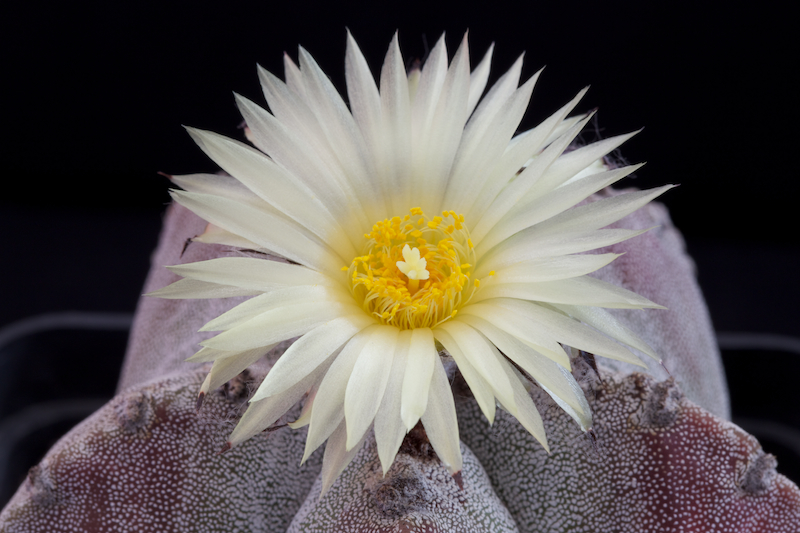 Astrophytum myriostigma v. potosinum 