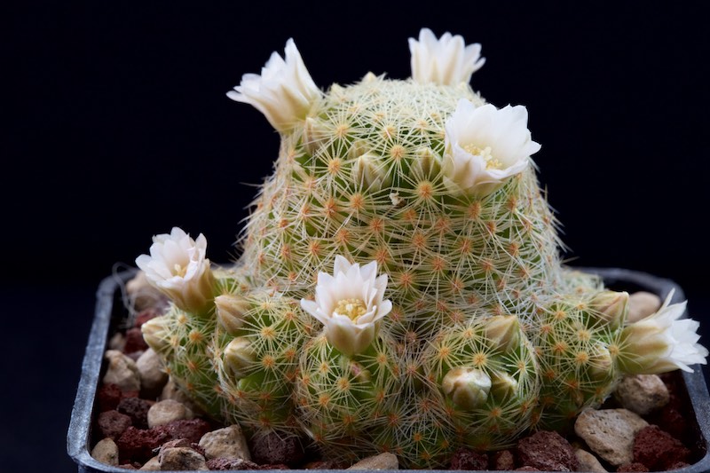 Mammillaria schiedeana ssp. giselae 