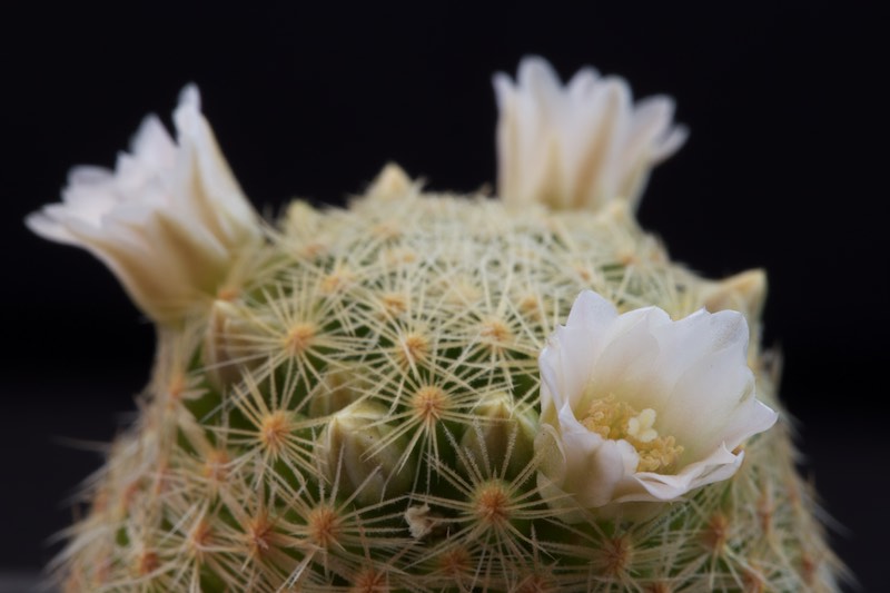 Mammillaria schiedeana ssp. giselae 