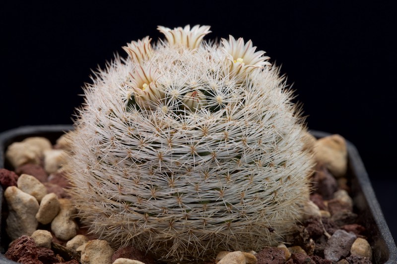 Mammillaria wohlschlageri 