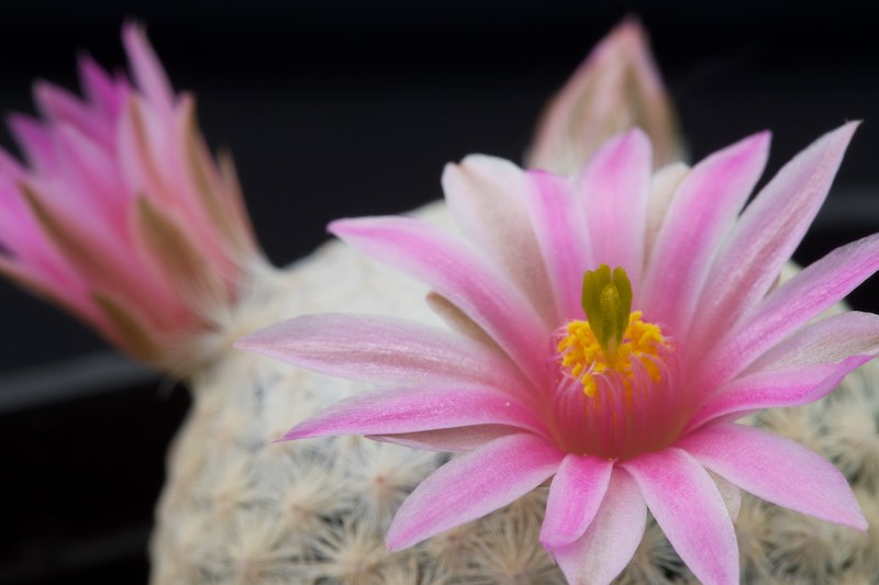 Mammillaria herrerae 