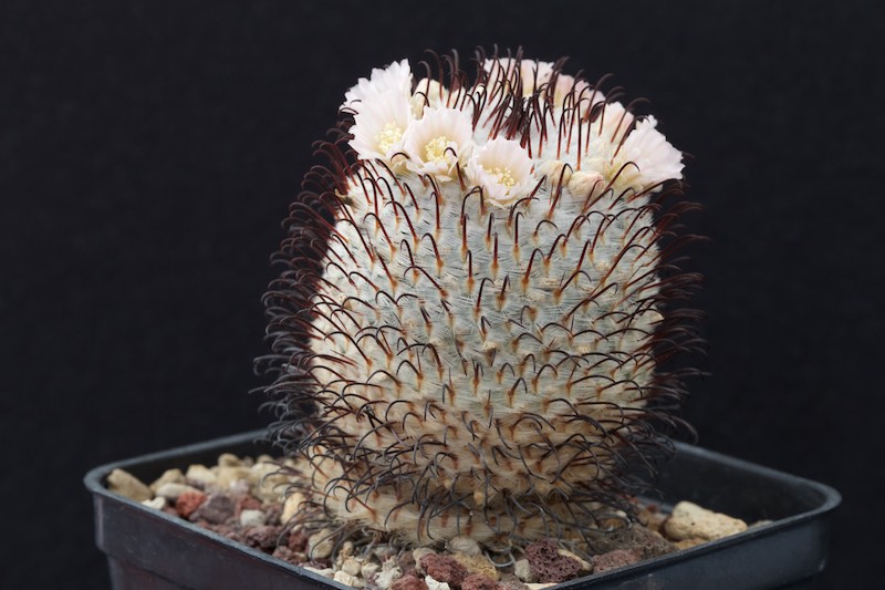 Mammillaria perezdelarosae 