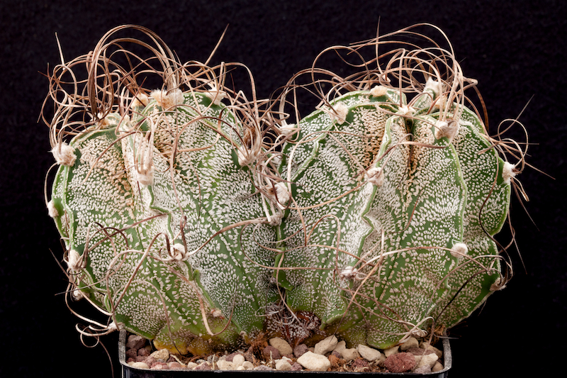 Astrophytum capricorne 