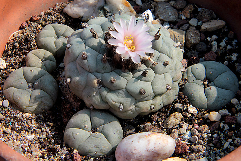 Lophophora williamsii 