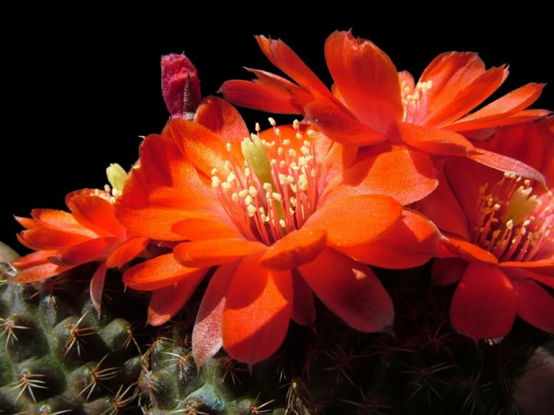 Rebutia pygmaea v. iscayachensis 