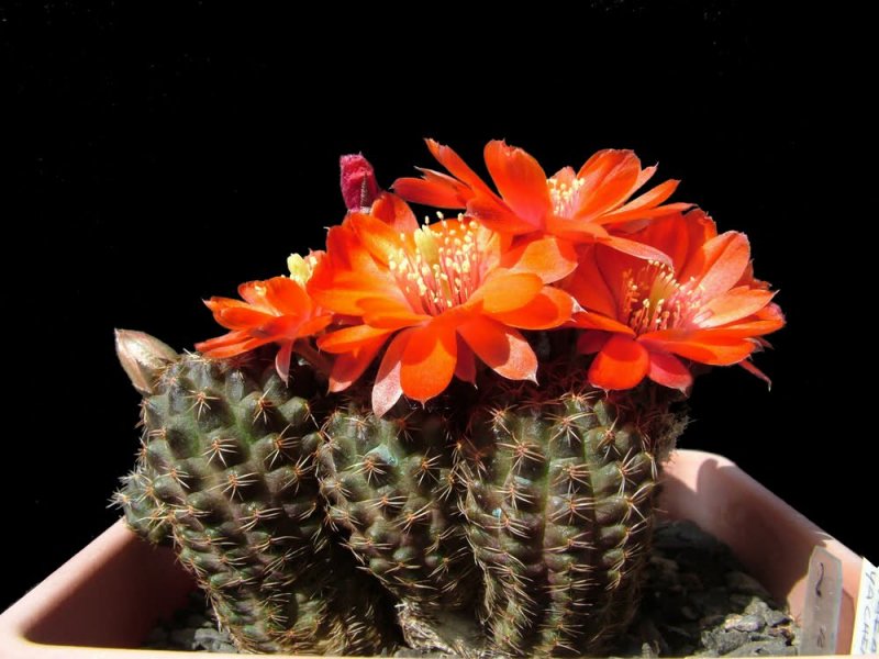 Rebutia pygmaea v. iscayachensis 