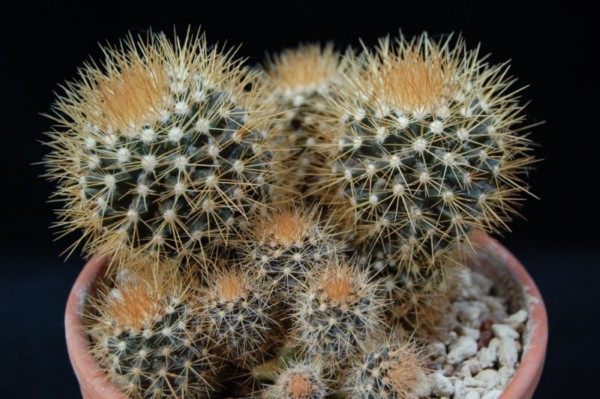 Mammillaria nivosa 