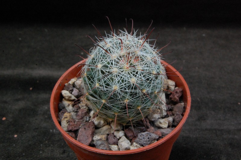 Mammillaria meridiorosei SB 668