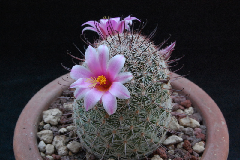 Mammillaria microcarpa SB 1778