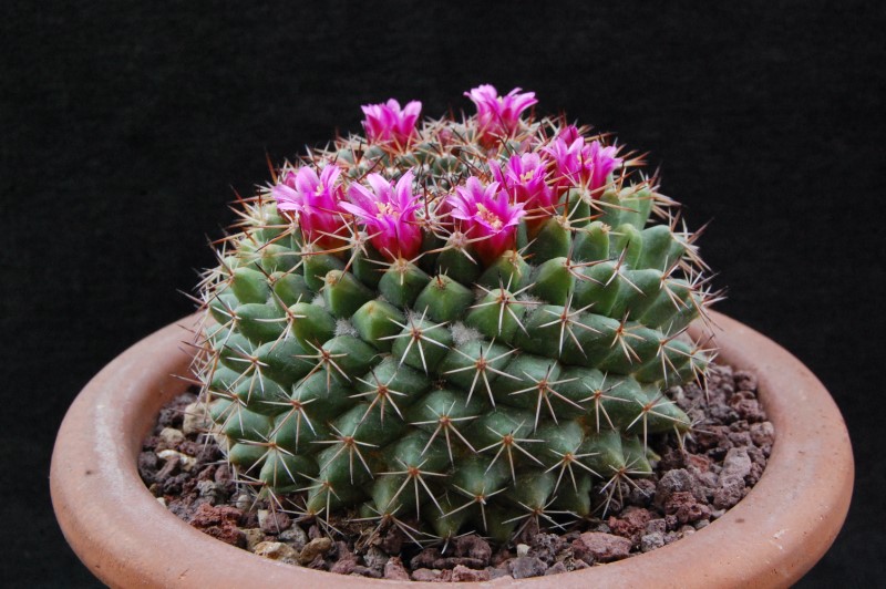 Mammillaria chaletii PN 555