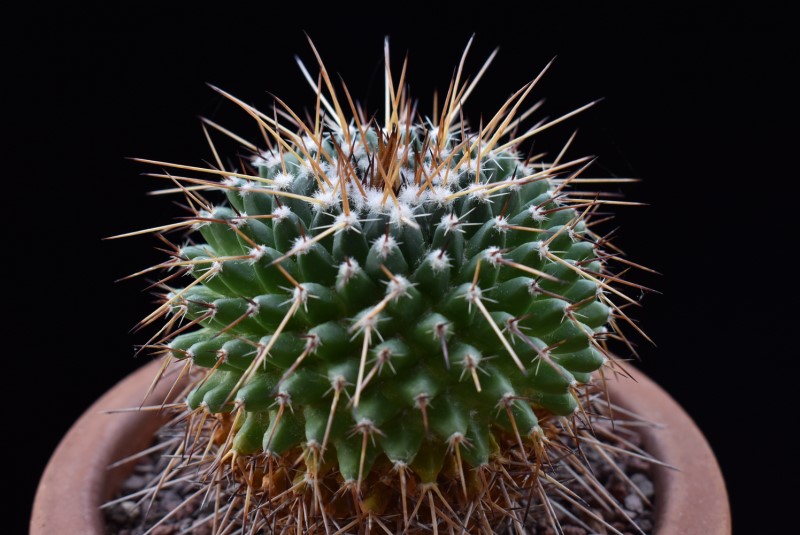 Mammillaria gigantea ROG 428