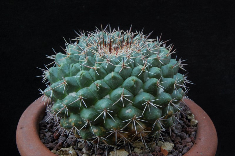 Mammillaria chaletii PN 545