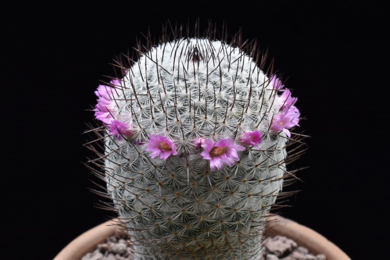 Mammillaria haageana Wolf 68