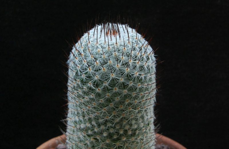 Mammillaria haageana Wolf 68