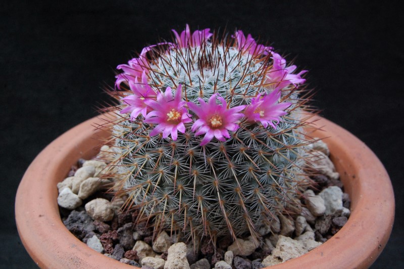 Mammillaria haageana SB 580